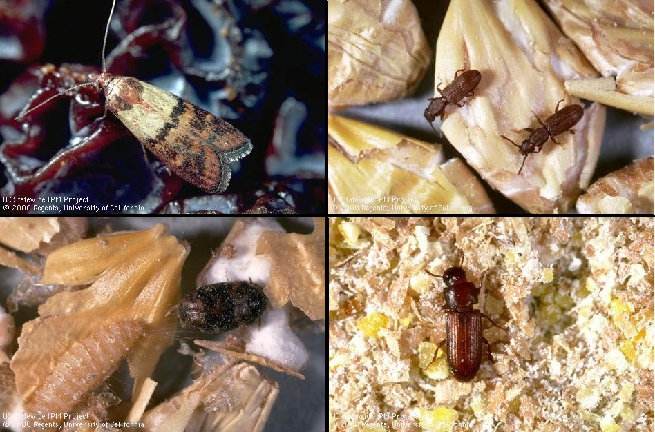 Insects in Stored Food