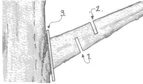 "Three-cut" pruning method