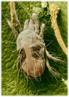 Two-Spotted Spider Mite