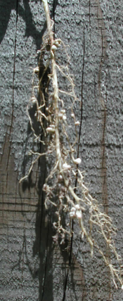 Nodules on roots of hairy vetch.