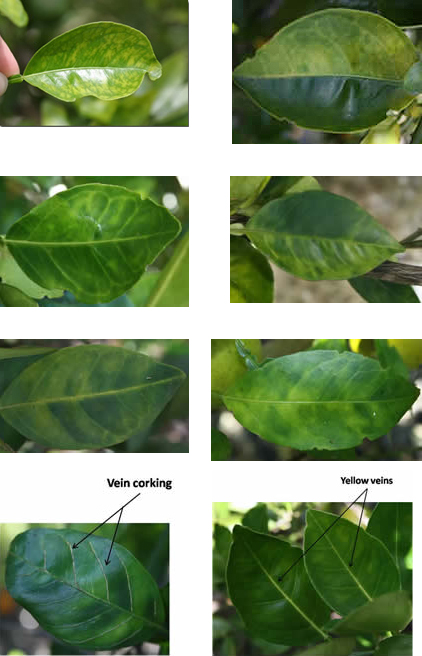 http://www.crec.ifas.ufl.edu/extension/greening/images/leaf_symptoms_collage.jpg
