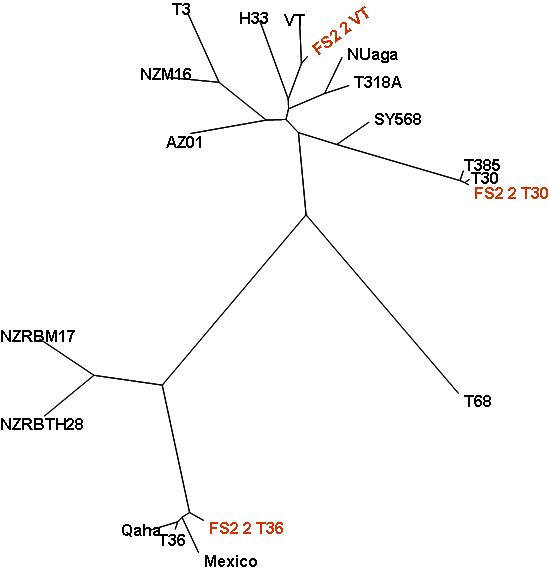 CTV phylogenetic tree